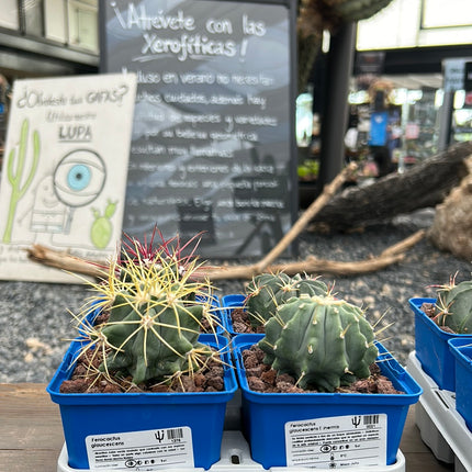 Desert PACK Ferocactus
