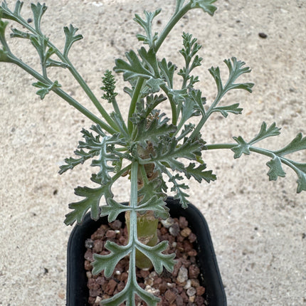 Pelargonium crithmifolium | Pelargonio de hoja de hinojo marino