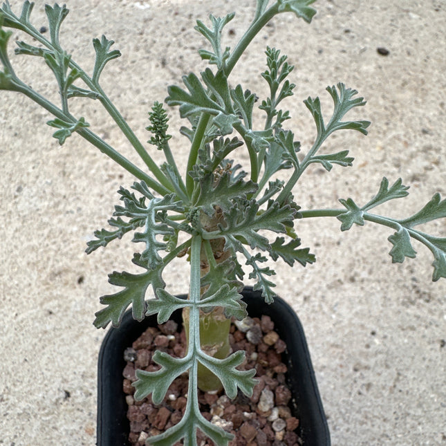Pelargonium crithmifolium | Pelargonio de hoja de hinojo marino
