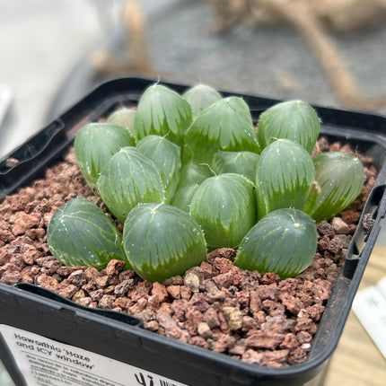 Haworthia 'Haze and ICY Window'