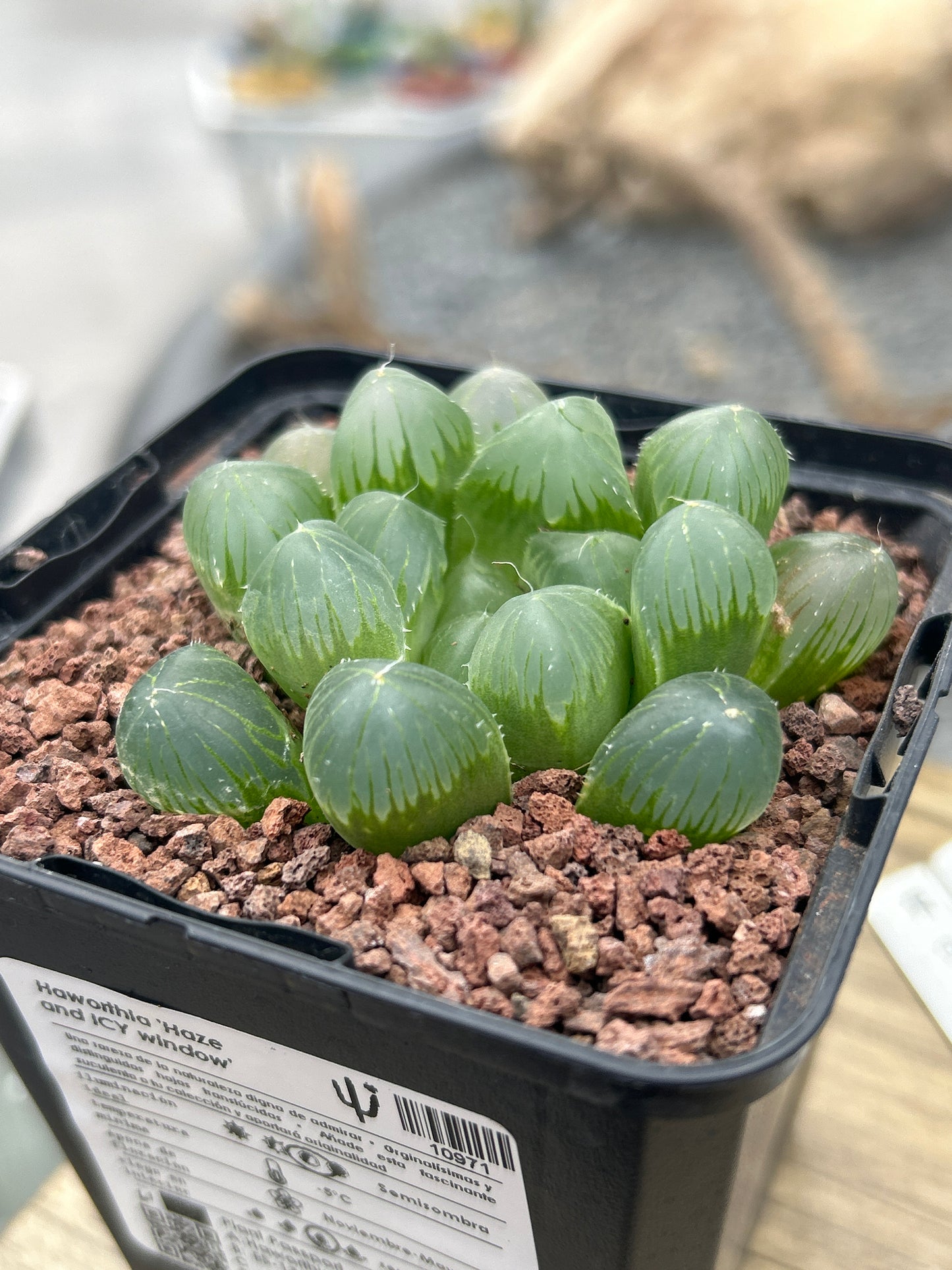 Haworthia „Haze and ICY Window“