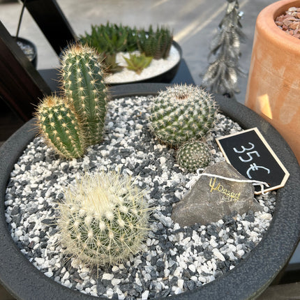 Cactus Composition #2 (Pickup in store)