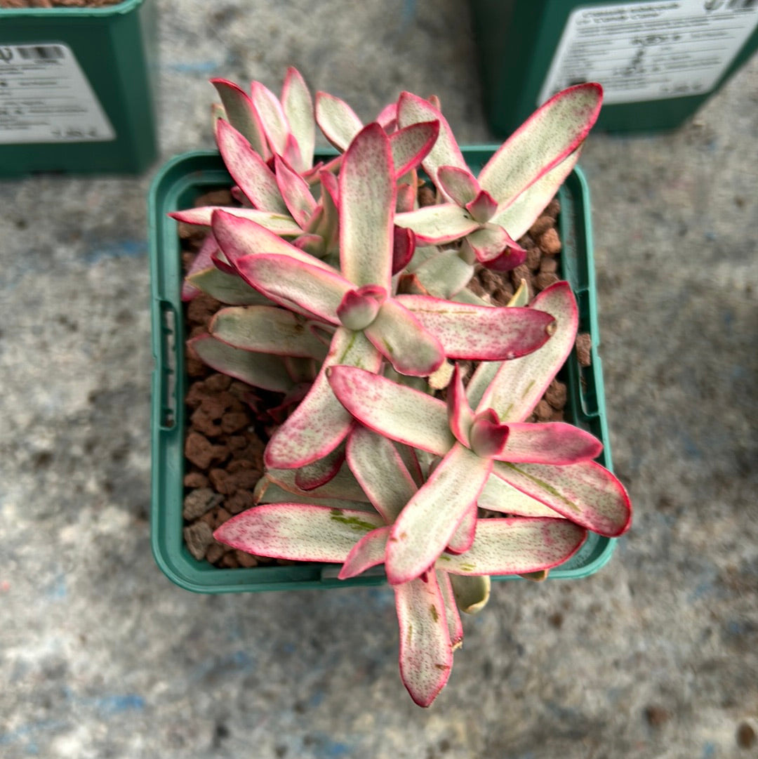 Crassula rubricaulis cv. 'Candy Cane'