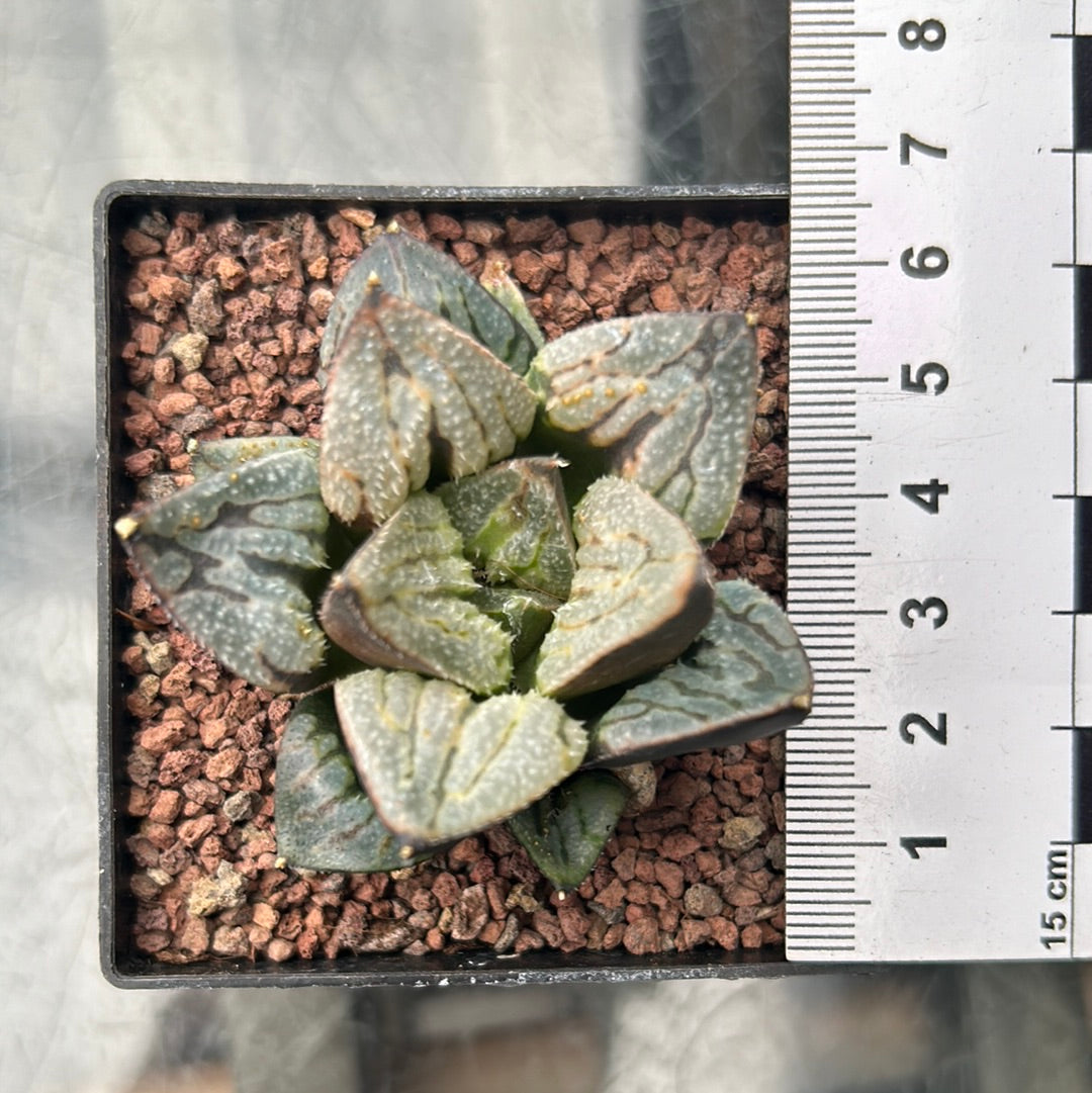 Haworthia pymaea var. fusca