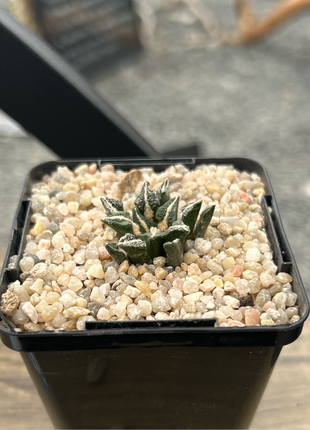 Ariocarpus kotschoubeyanus elephantidens MMR10 Beautiful view