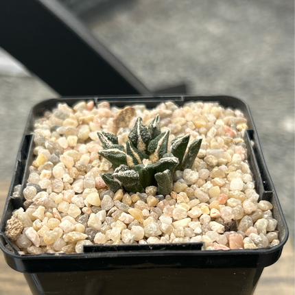 Ariocarpus kotschoubeyanus elephantidens MMR10 Beautiful view