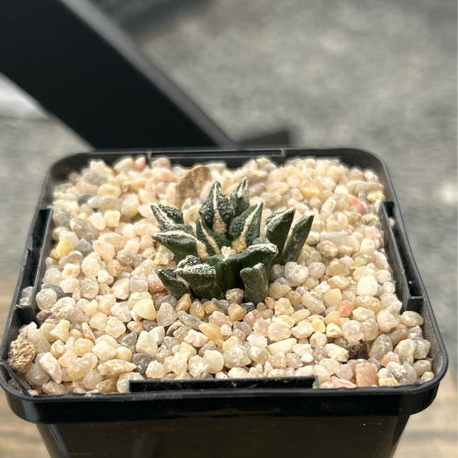 Ariocarpus kotschoubeyanus elephantidens MMR10 Vista hermosa