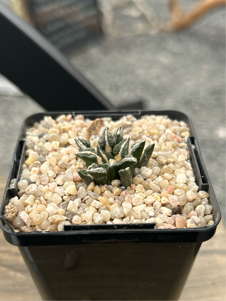 Ariocarpus kotschoubeyanus elephantidens MMR10 Vista hermosa
