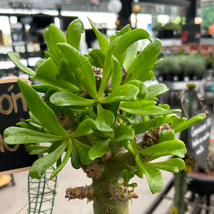 Tylecodon paniculatus