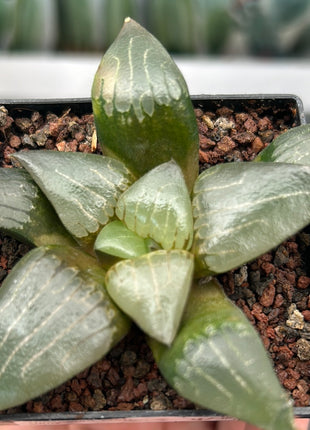 Haworthia 'West wind'