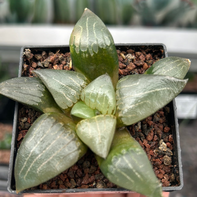 Haworthia ‘West wind’