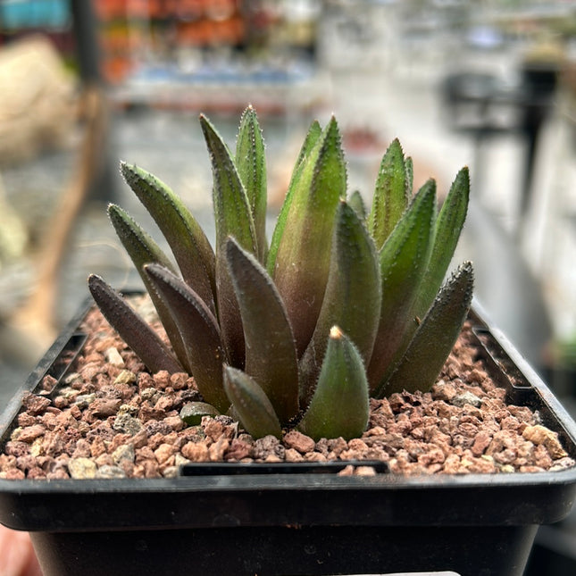 Haworthia floribunda