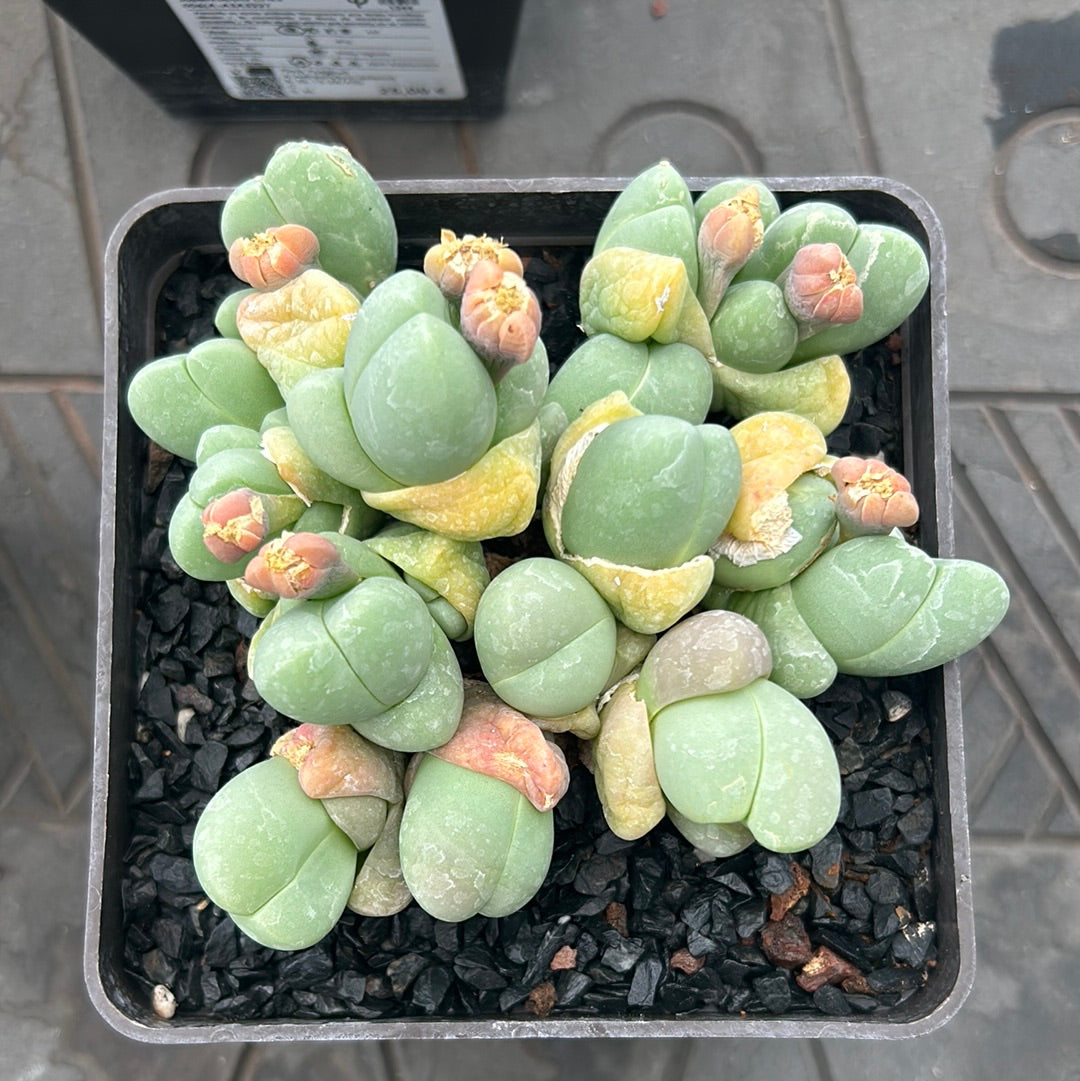 Gibbaeum album