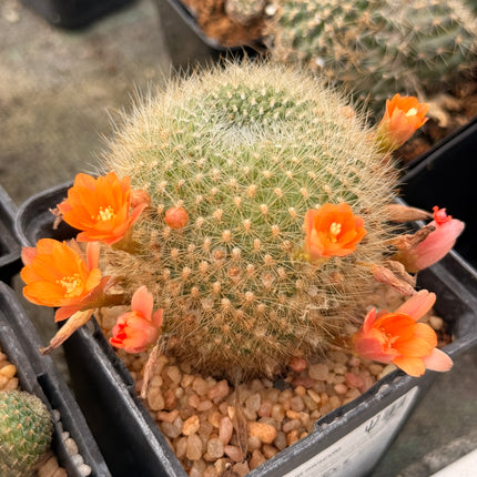 Aylostera muscula