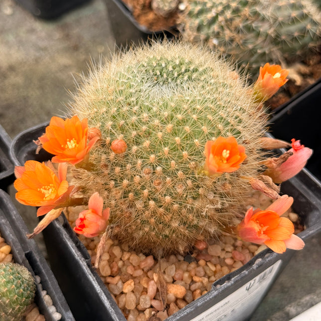 Aylostera muscula