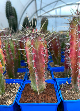 Stenocereus griseus 