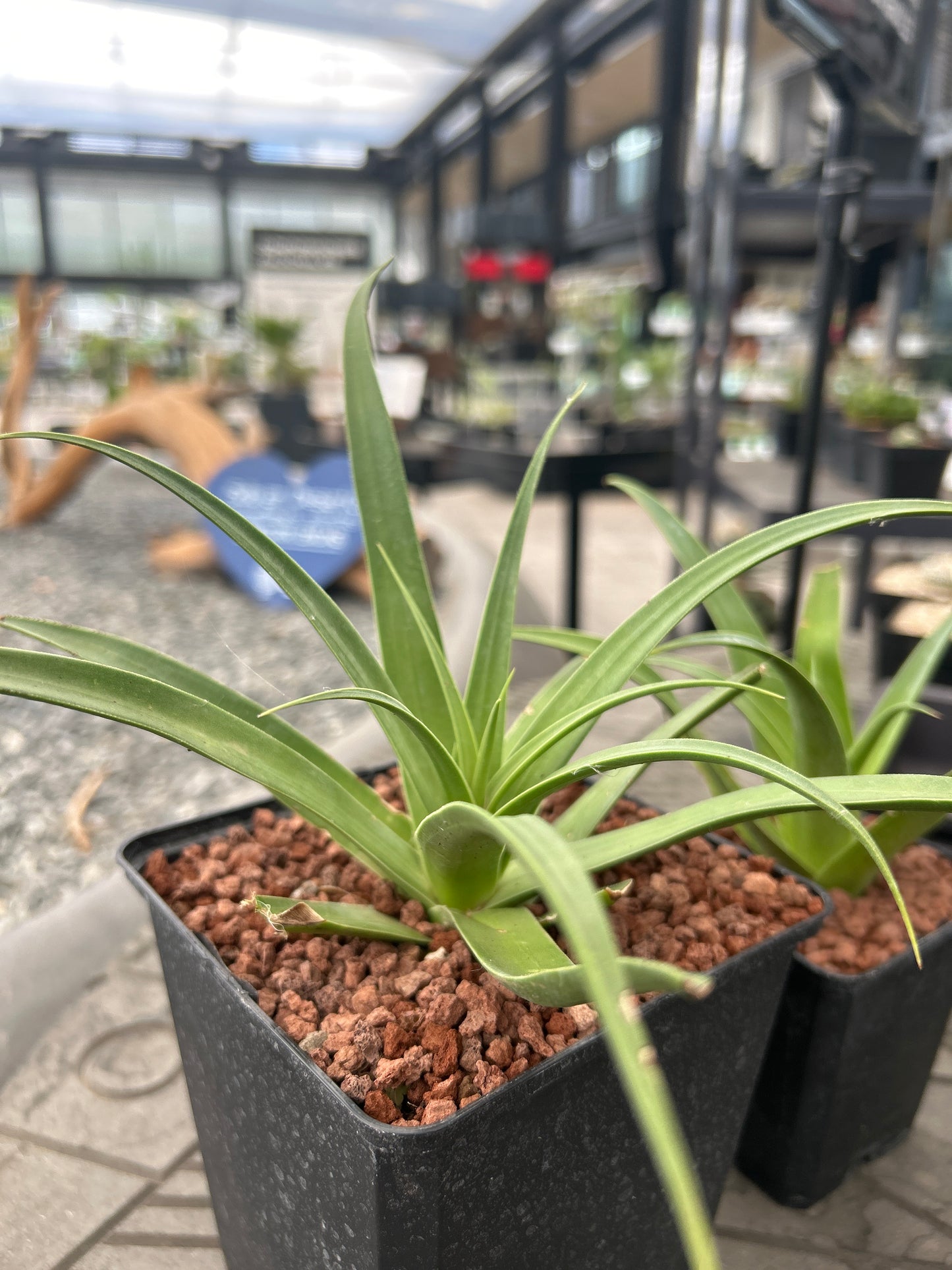 Agave bracteosa