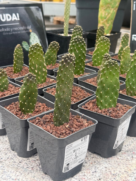 Consolea rubescens