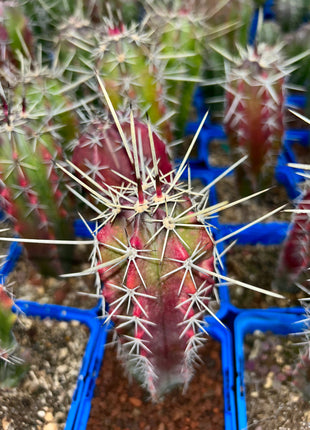 Stenocereus griseus 
