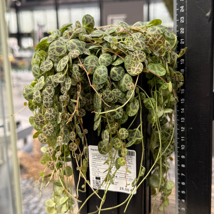 Peperomia prostrata