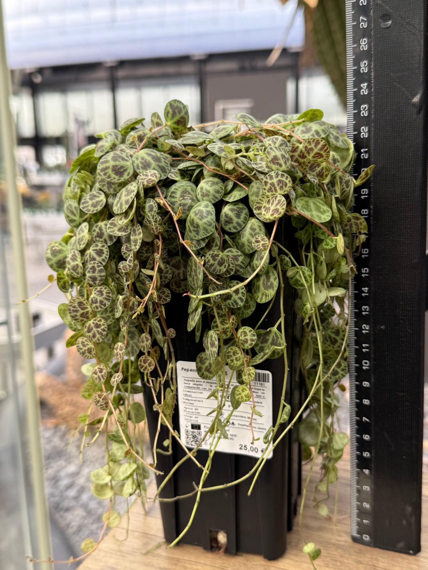 Peperomia prostrata