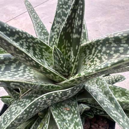 Gasteria acinacifolia | Gasteria Cimitarra de la Costa
