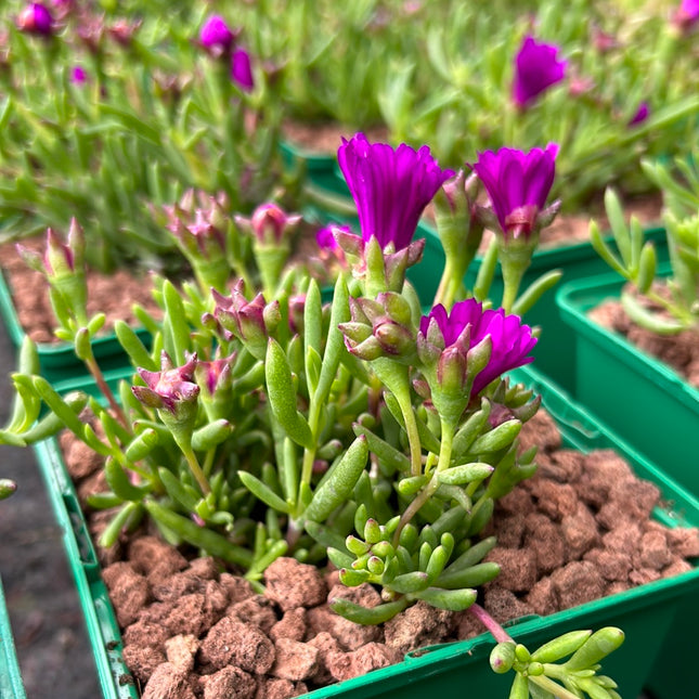 Lampranthus aurantiacus