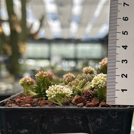 Crassula ‘Estagnol’