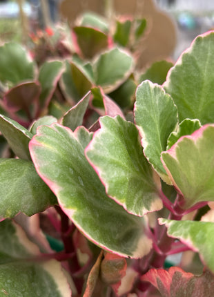 Kalanchoe fedtschenkoi f. variegata