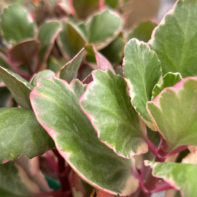 Kalanchoe fedtschenkoi f. variegada