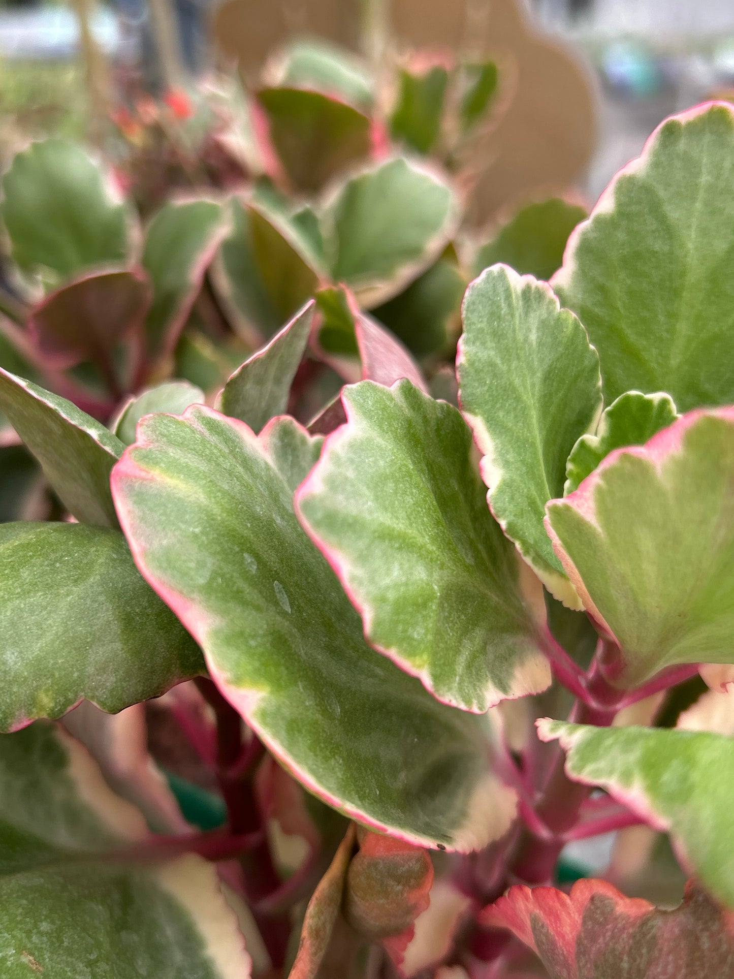 Kalanchoe variegado