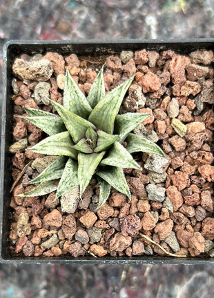 Haworthiopsis 'Metarika'