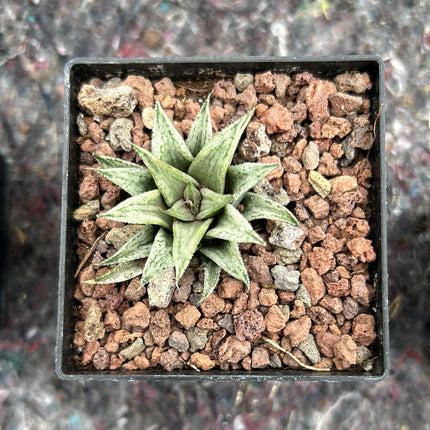 Haworthiopsis 'Metarika'