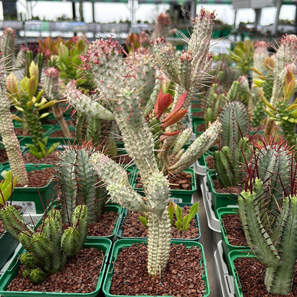 Desert PACK Euphorbias