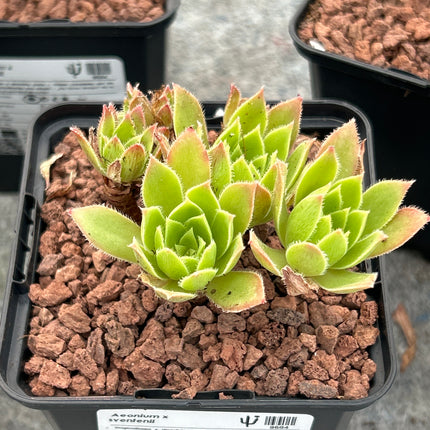 Aeonium x sventenii