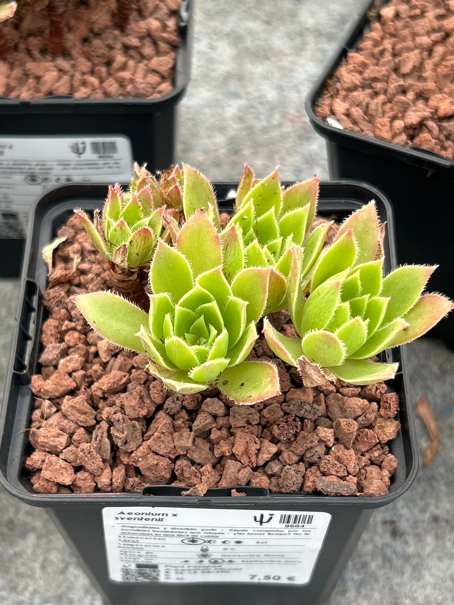 Aeonium x sventenii