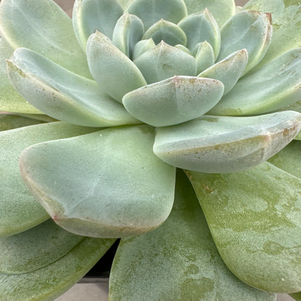 Echeveria ‘Snow Tower’ | Echeveria Torre de Nieve