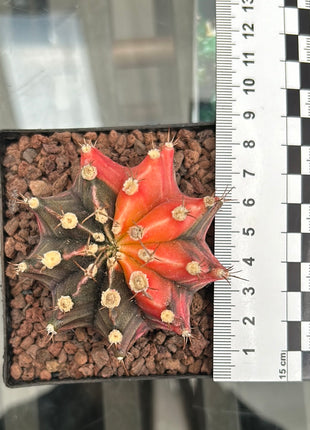 Gymnocalycium mihanovichii ‘Hibotan-nishikii’