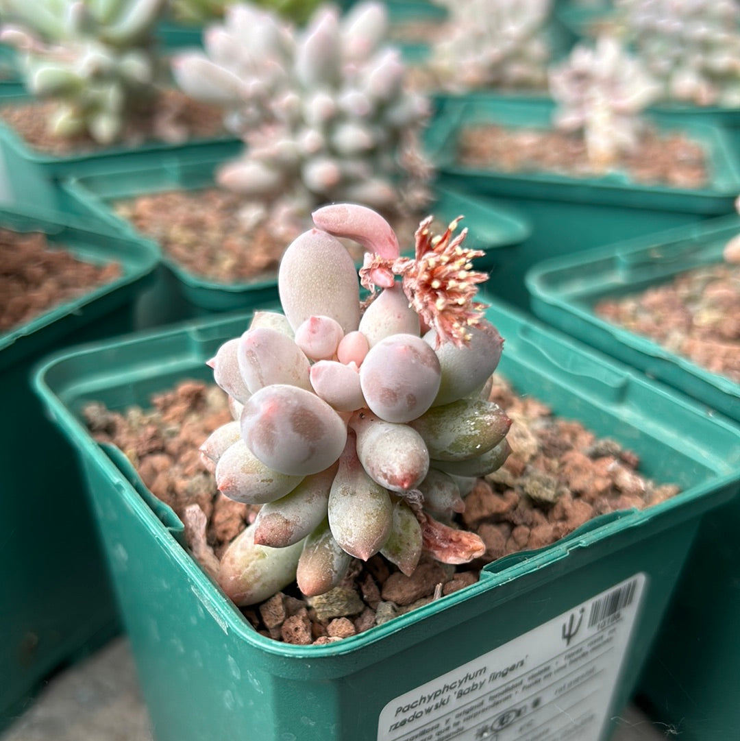 Pachyphytum rzedowski 'Baby fingers'