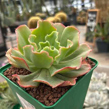 Echeveria 'Dorothy'