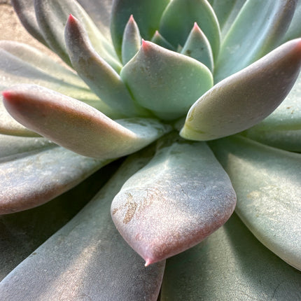 Echeveria 'Blue & Yellow' | Echeveria 'Blue Fairy' La roseta de oro y hielo