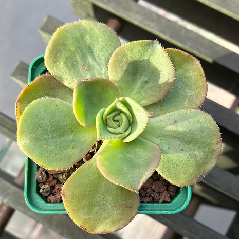 Aeonium nobile