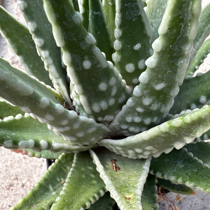 Tulista pumila 'Dinosaur' | Perlentulpe 'Dinosaur'