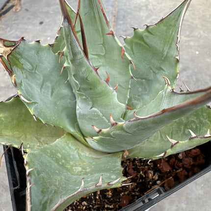 Agave parrasana | Maguey de Parras