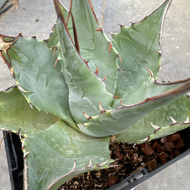 Agave parrasana | Maguey de Parras