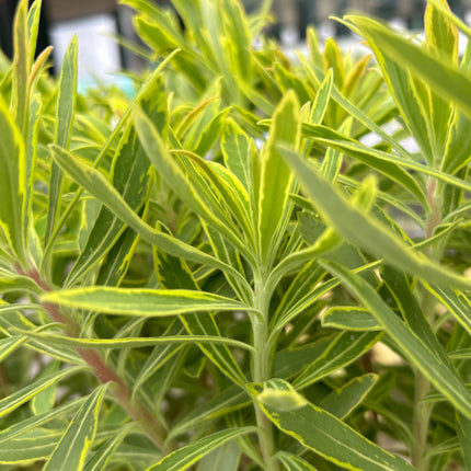 Euphorbia x martinii „Ascot Rainbow“