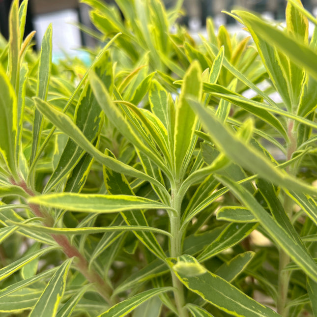 Euphorbia x martinii „Ascot Rainbow“