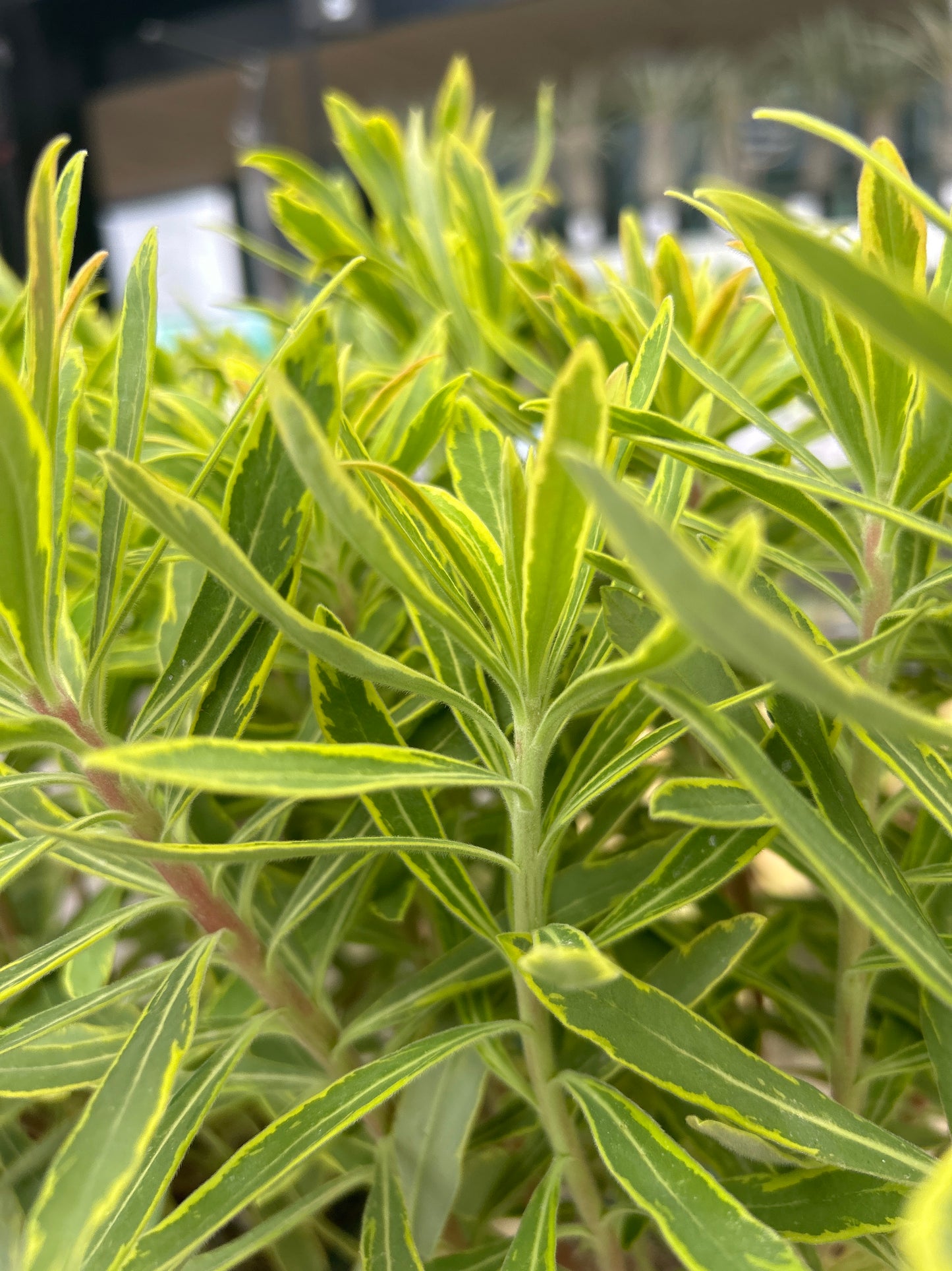 Euphorbia x martinii "Ascot Rainbow"