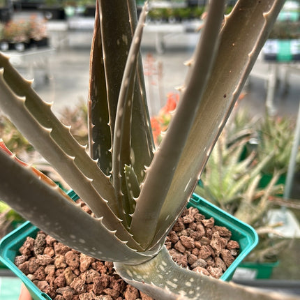Aloe vera
