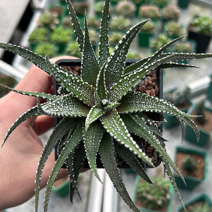 Haworthiopsis 'Krausli'